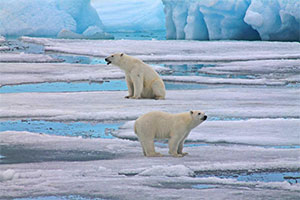 Polar Bears in Nat Park Russian Arctic. Photo - M. Menshikov